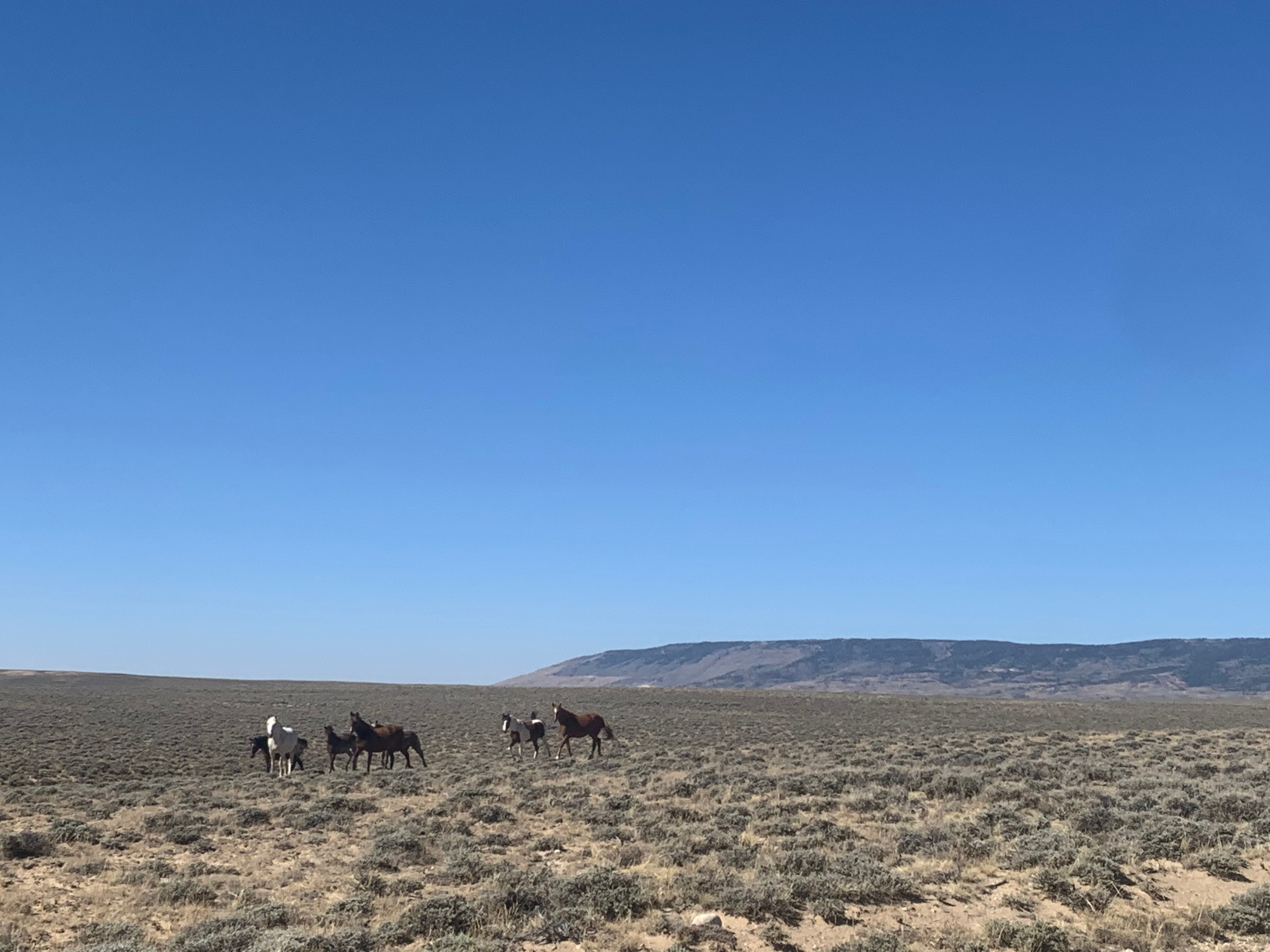 Wild Horses