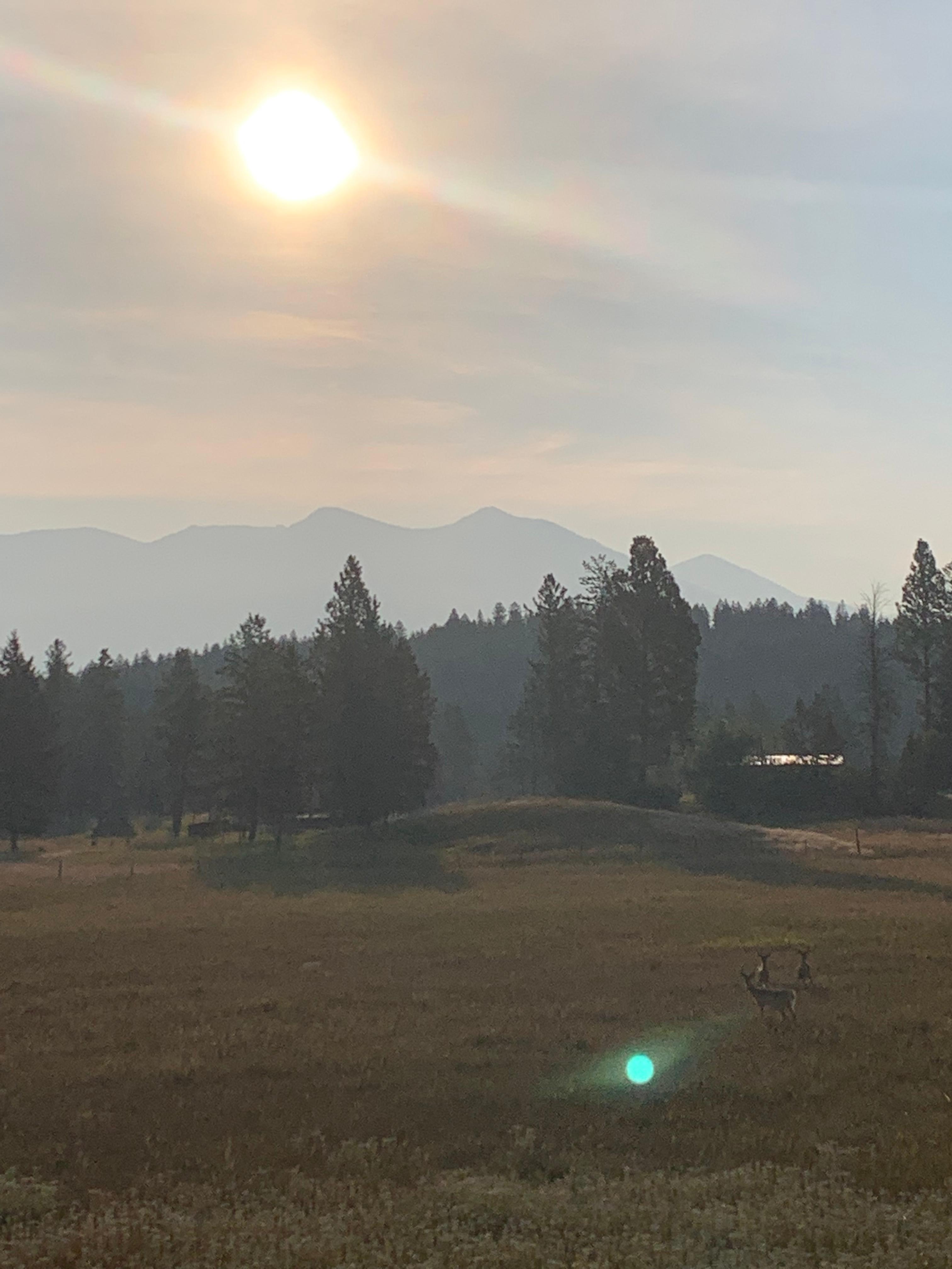deer in field