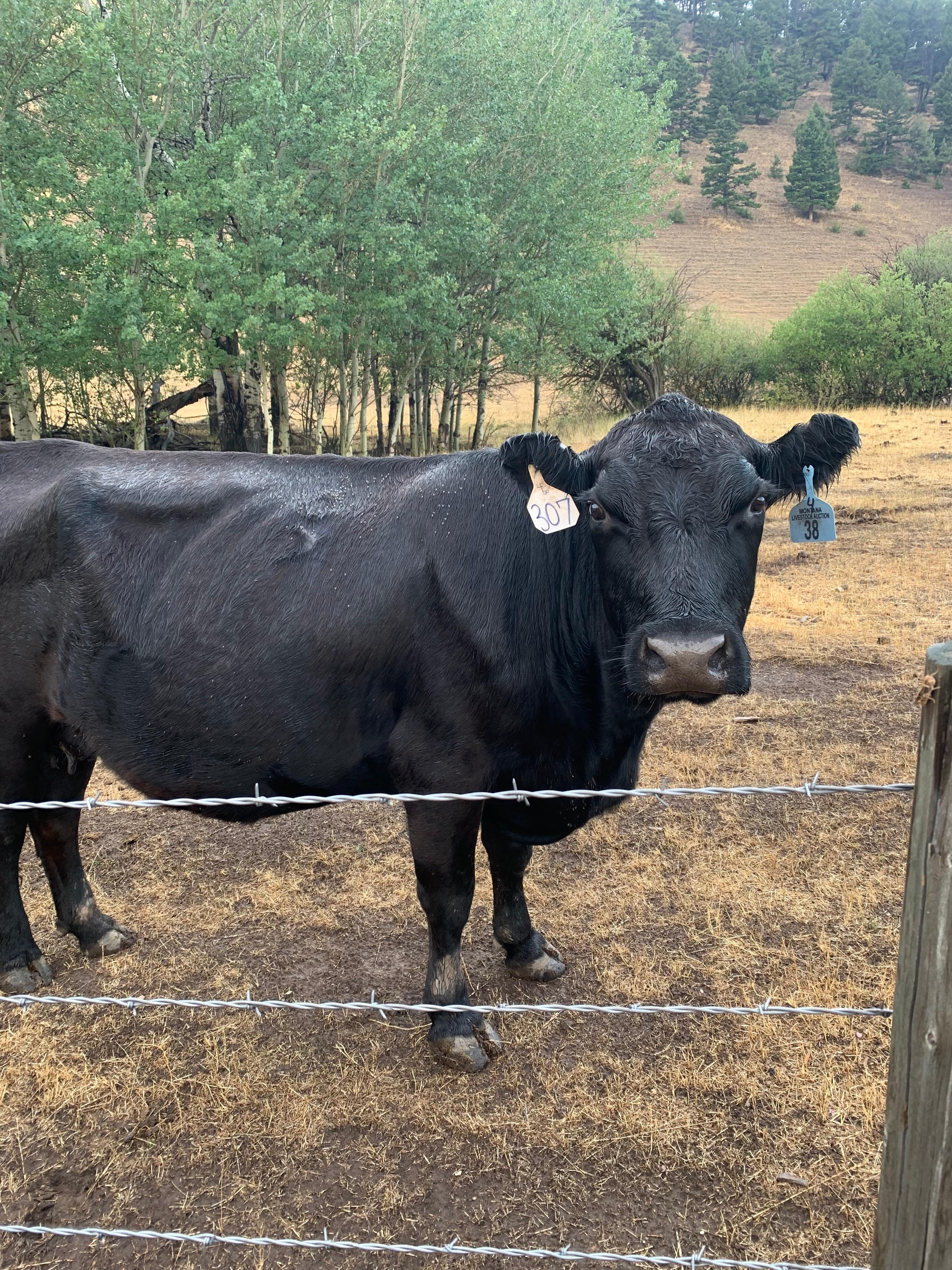 cow